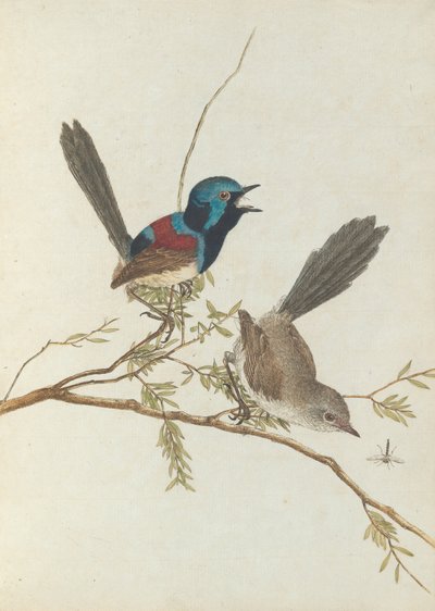 Variegated Warbler. Lewin, John. Birds of New South Wales with Their Natural History. Sydney - G. Howe... by John William Lewin